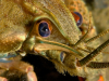Noble_Crayfish_-_Astacus_astacus
