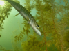 Northern_Pike--_Esox_lucius (15)