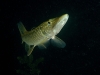 Northern_Pike--_Esox_lucius (11)