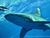 Carcharhinus_longimanus_-_Oceanic_Whitetip_Shark
