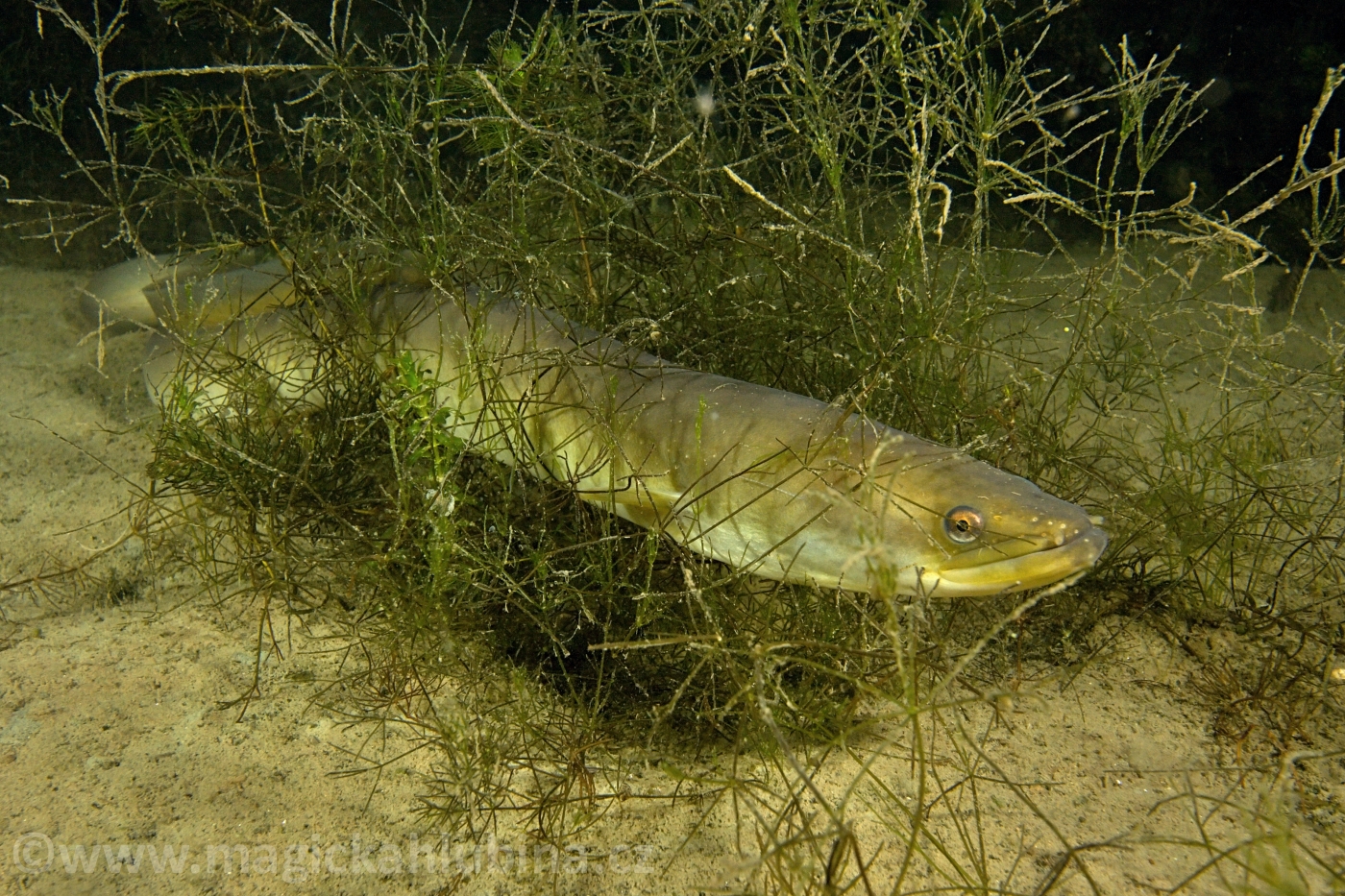 Anguilla_anguilla_-_European_Eel