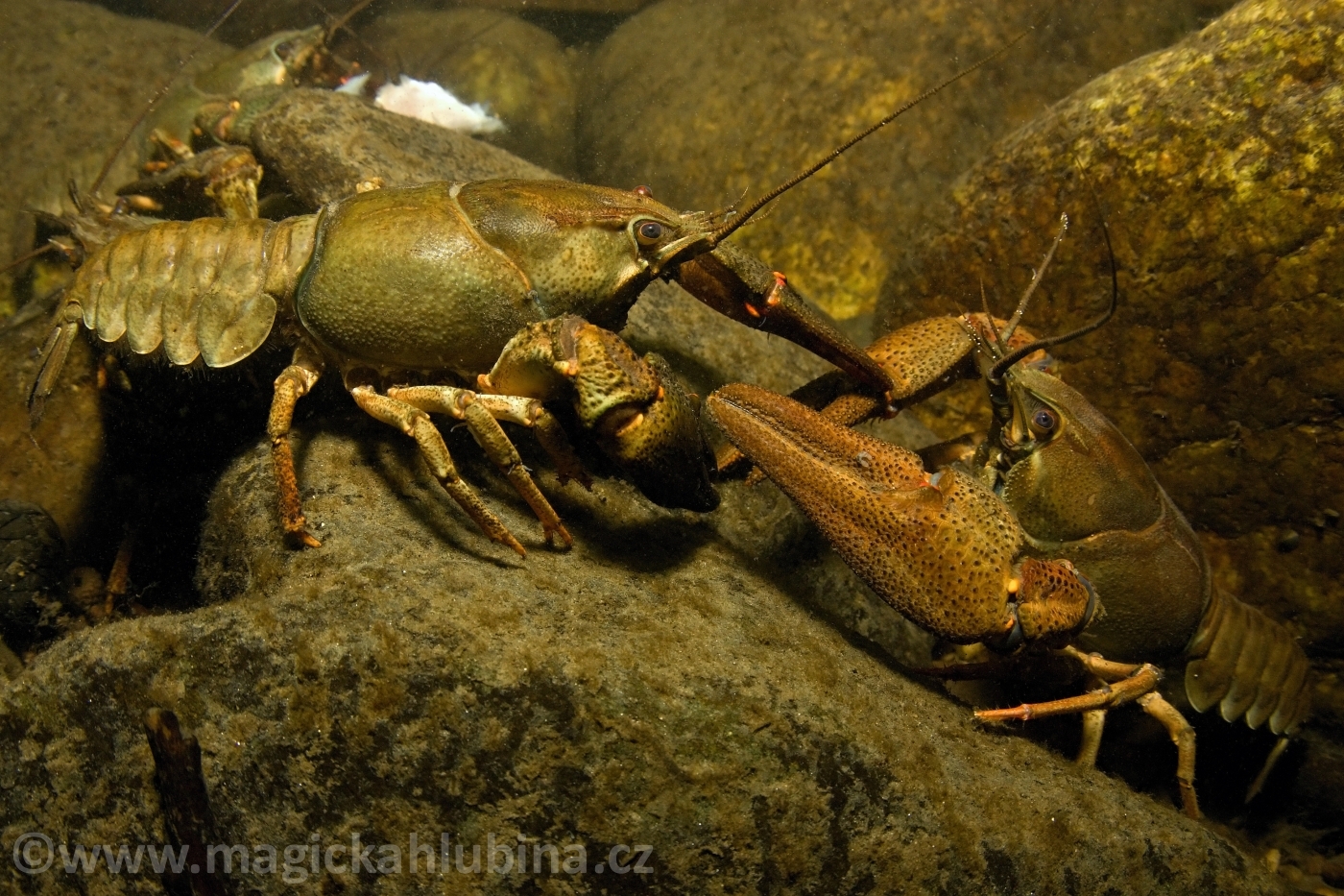 Astacus_astacus_-_Noble_Crayfish