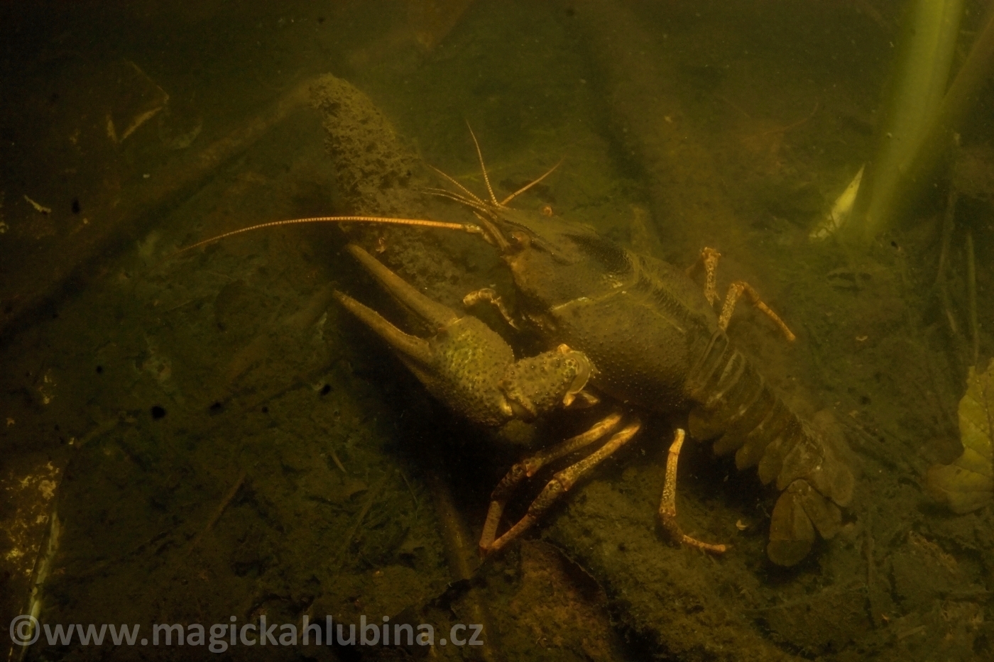 Astacus_leptodactylus_-_Danube_Crayfish