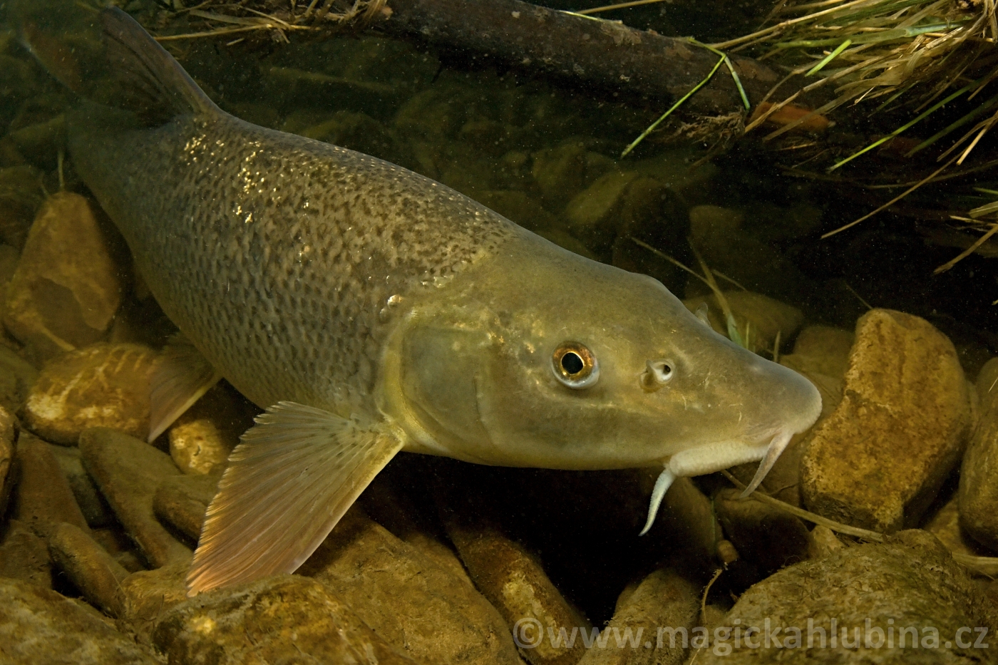Barbus_barbus_-_Barbel