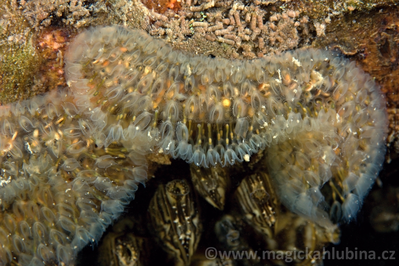 Bryozoa_-_Cristatella_mucedo