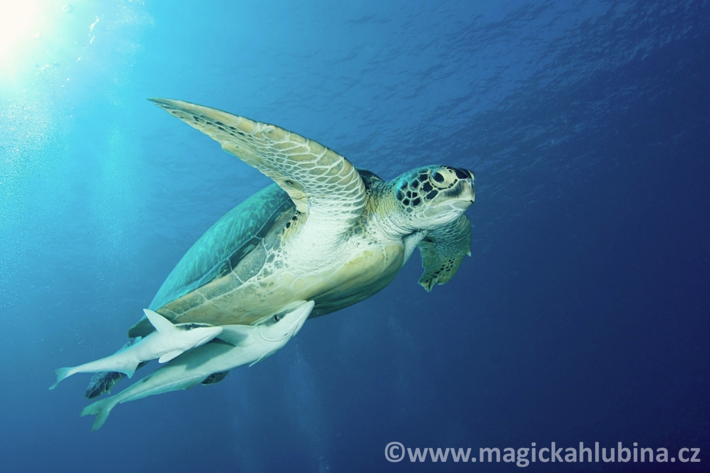 Chelonia_mydas_-_Green_Sea_Turtle