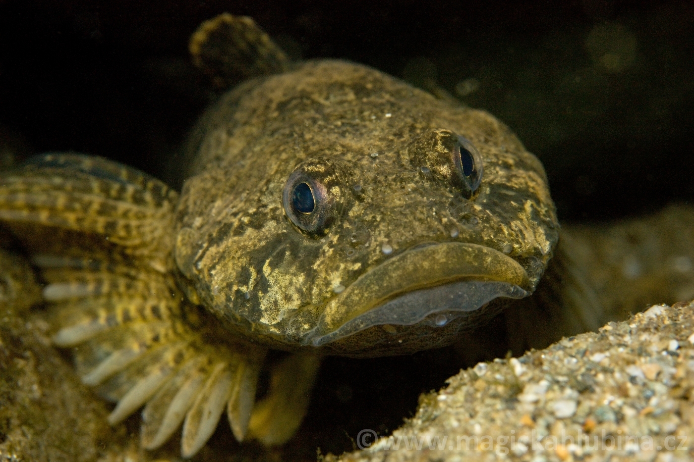 Cottus_gobio_-_European_Bullhead