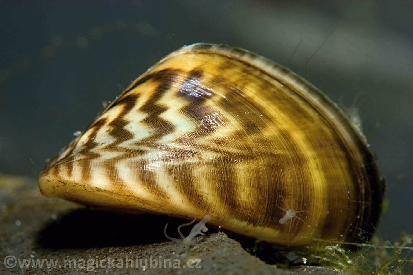 Dreissena_polymorpha_-_Zebra_Mussel