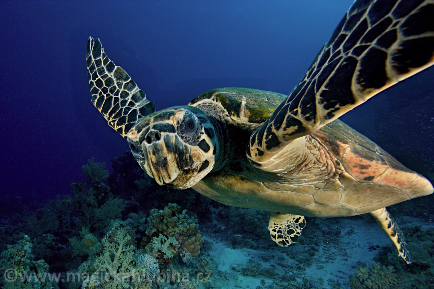 Eretmochelys_imbricata_-_Hawksbill_Sea_Turtle