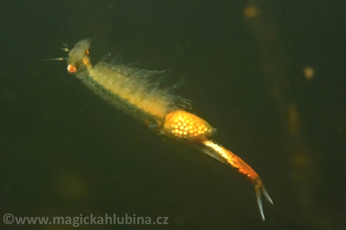 Eubranchipus_grubii_-_Fairy_Shrimp