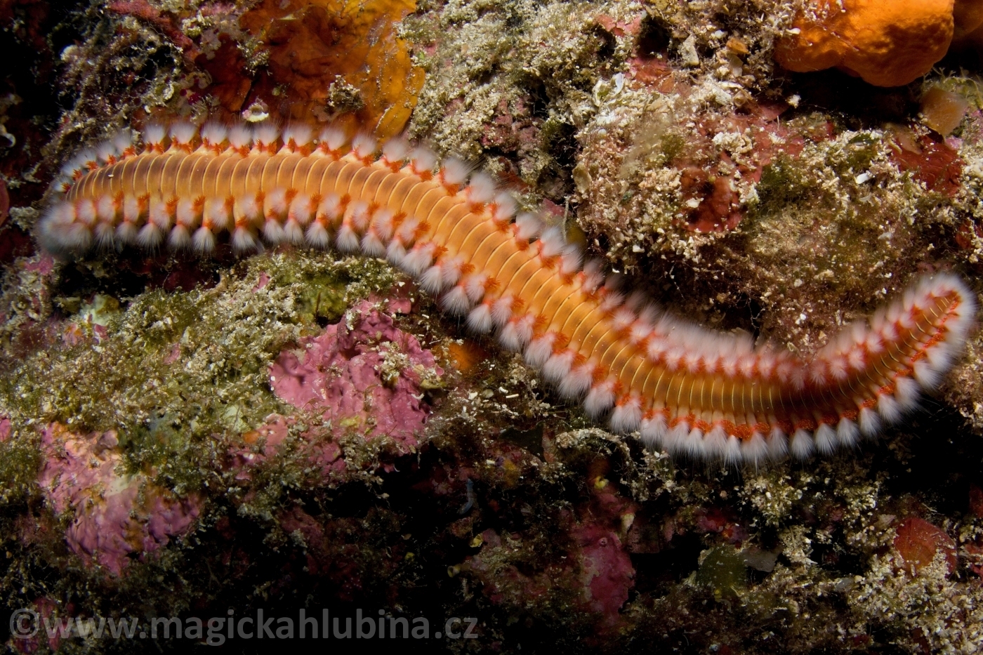 Hermodice_carunculata_-_Bearded_fireworm