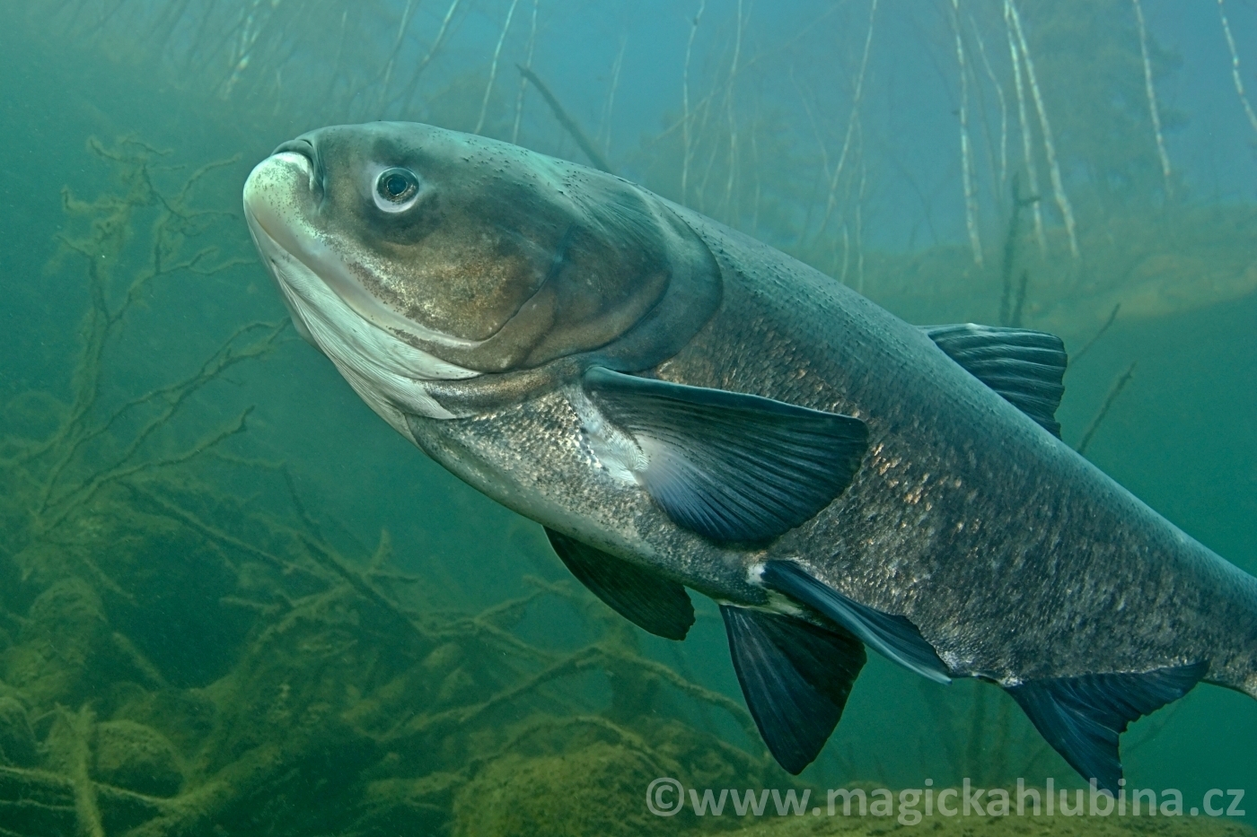 Hypophthalmichthys_nobilis_-_Bighead_Carp