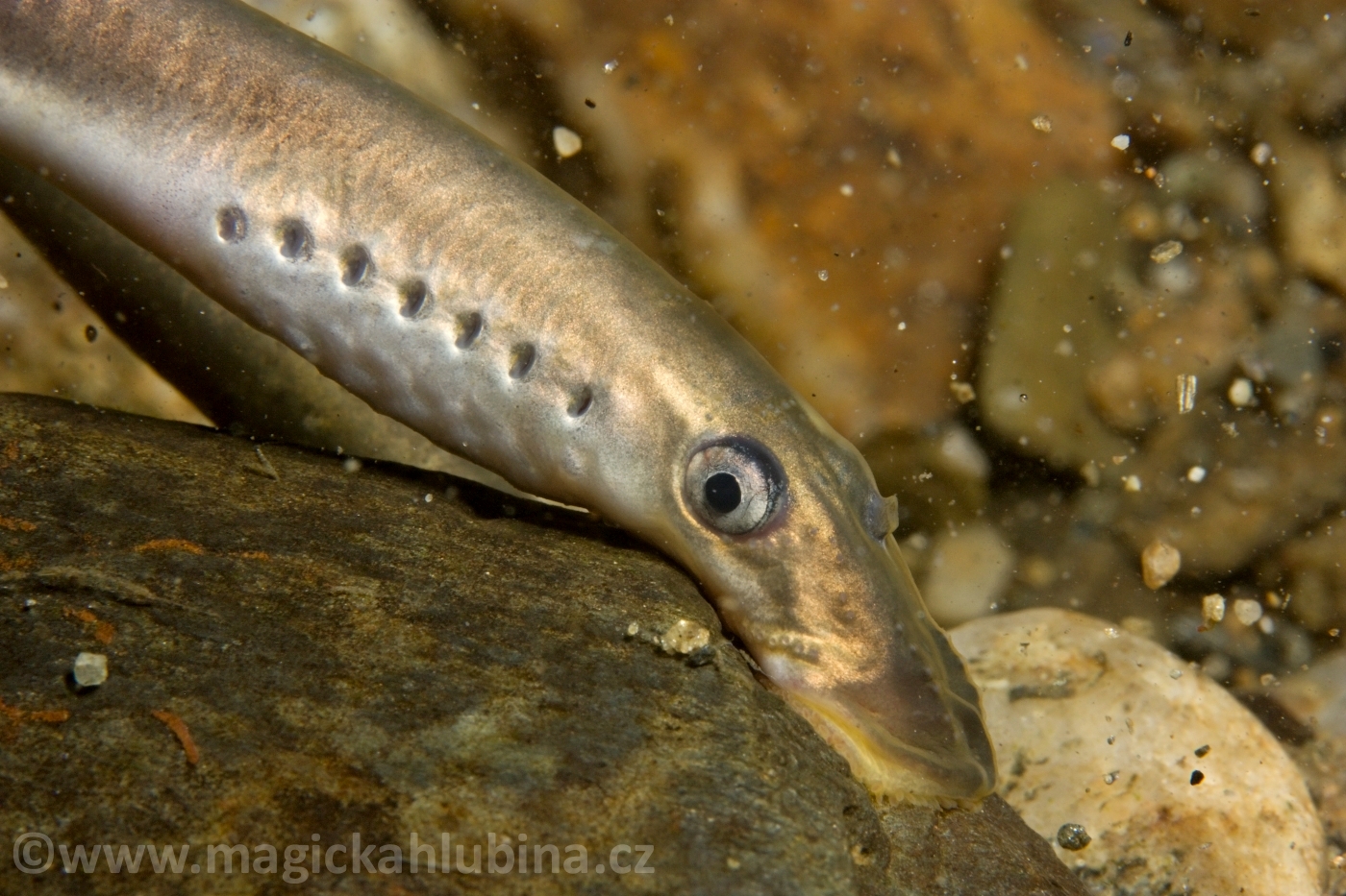 Lampetra_planeri_-_European_Brook_Lamprey