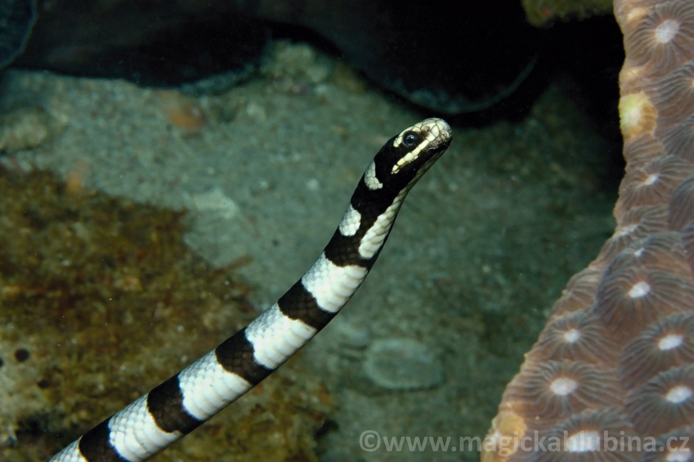 Laticauda_colubrina_-_Banded_Sea_Krait