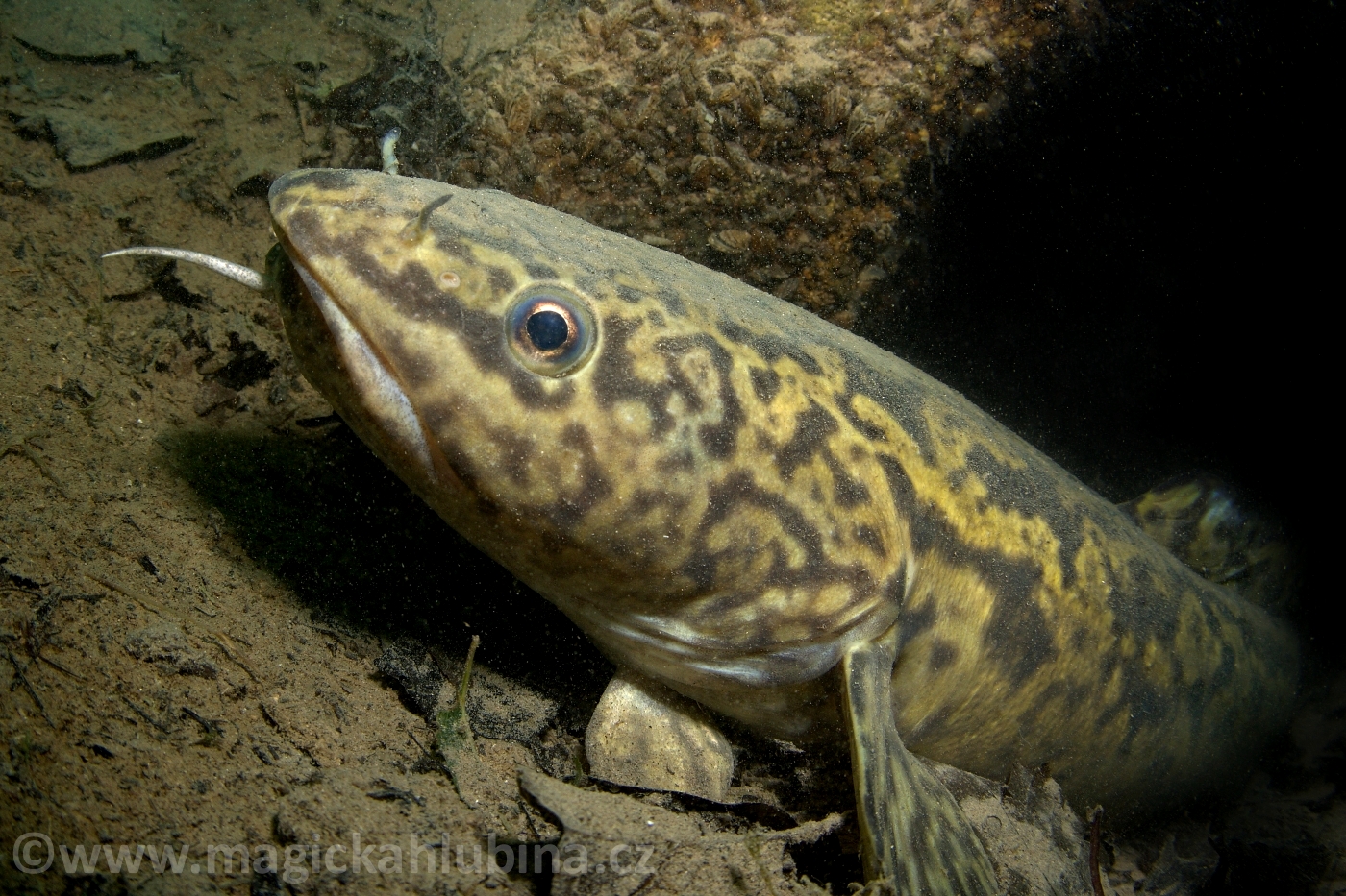 Lota_lota_-_American_Burbot