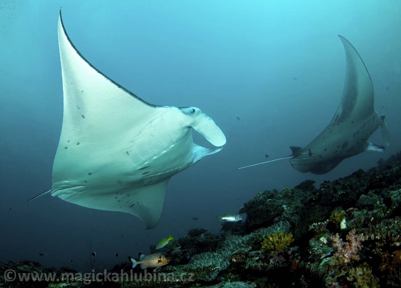 manta_birostris_-_giant_manta