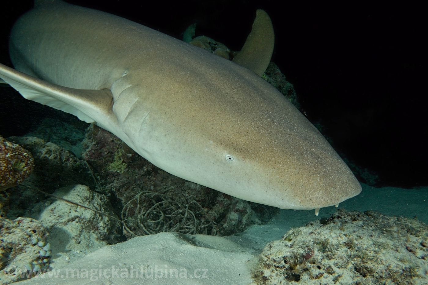 nebrius-ferrugineus_-_tawny_nurse_shark