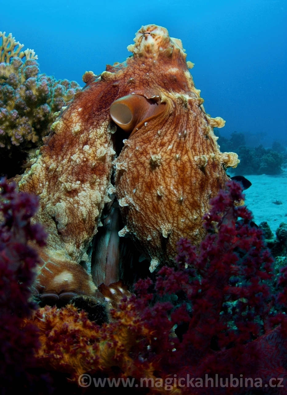 Octopus_cyanea_-_Big_Blue_Octopus