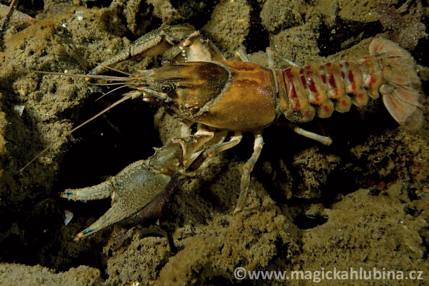 Orconectes_limosus_Spiny-cheek_Crayfish
