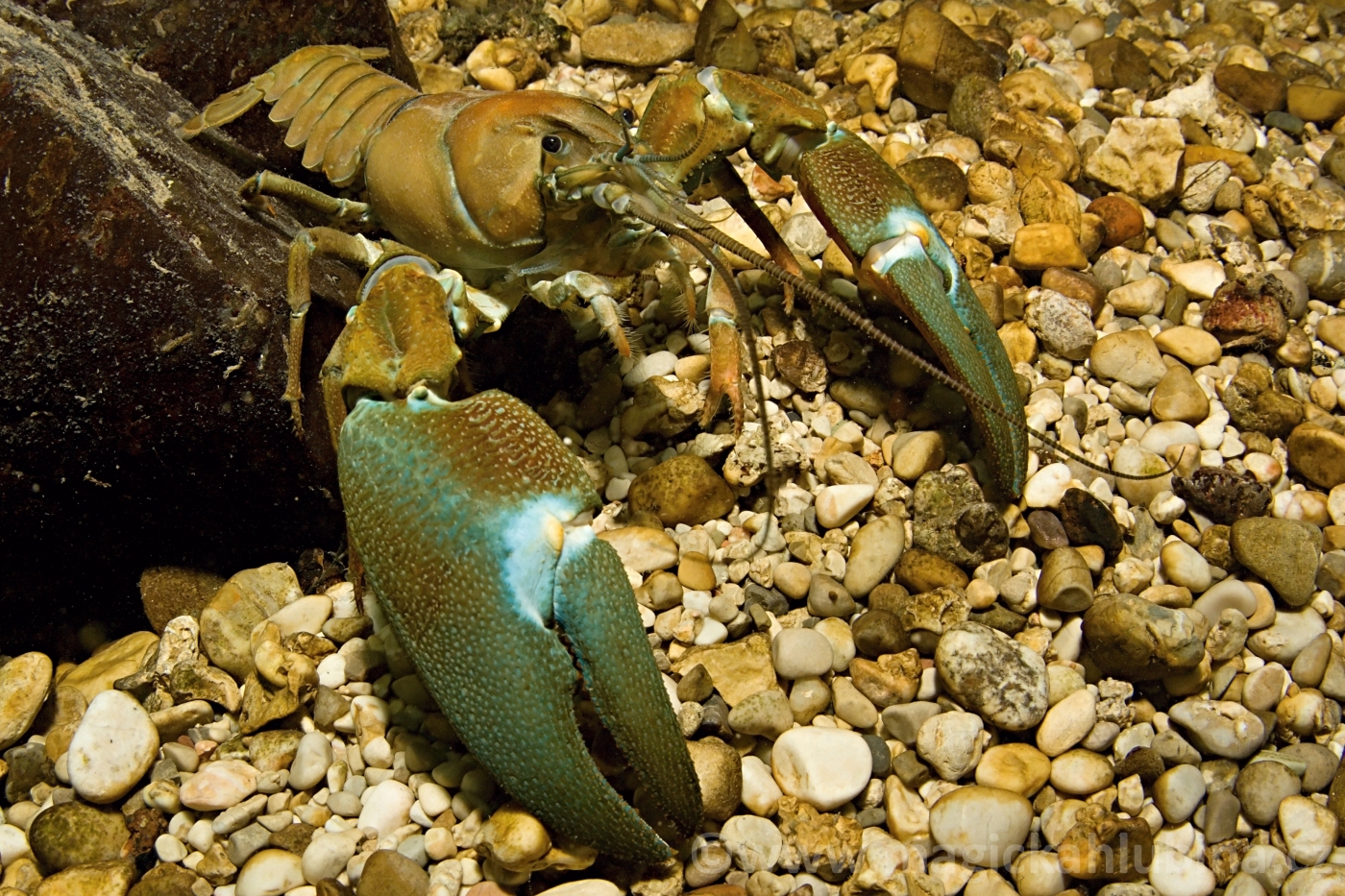 Pacifastacus_leniusculus_-_Signal_Crayfish