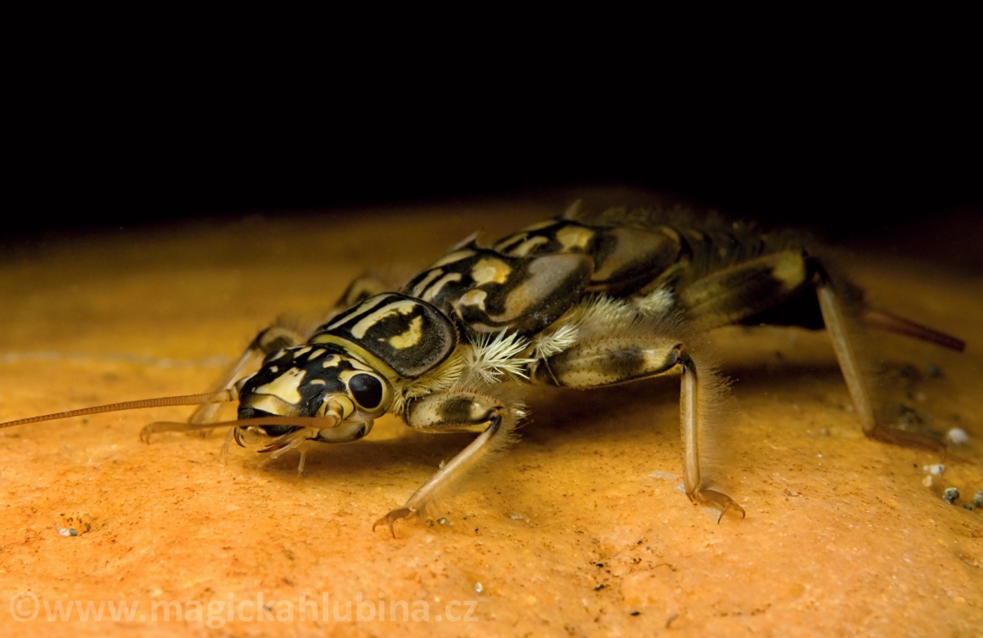 Plecoptera_-_Stonefly