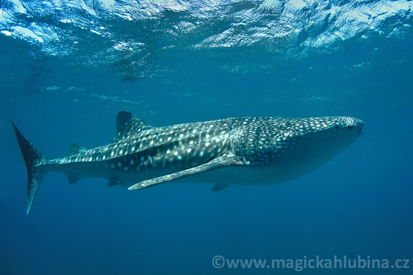 rhincodon_typus_-_whale_shark