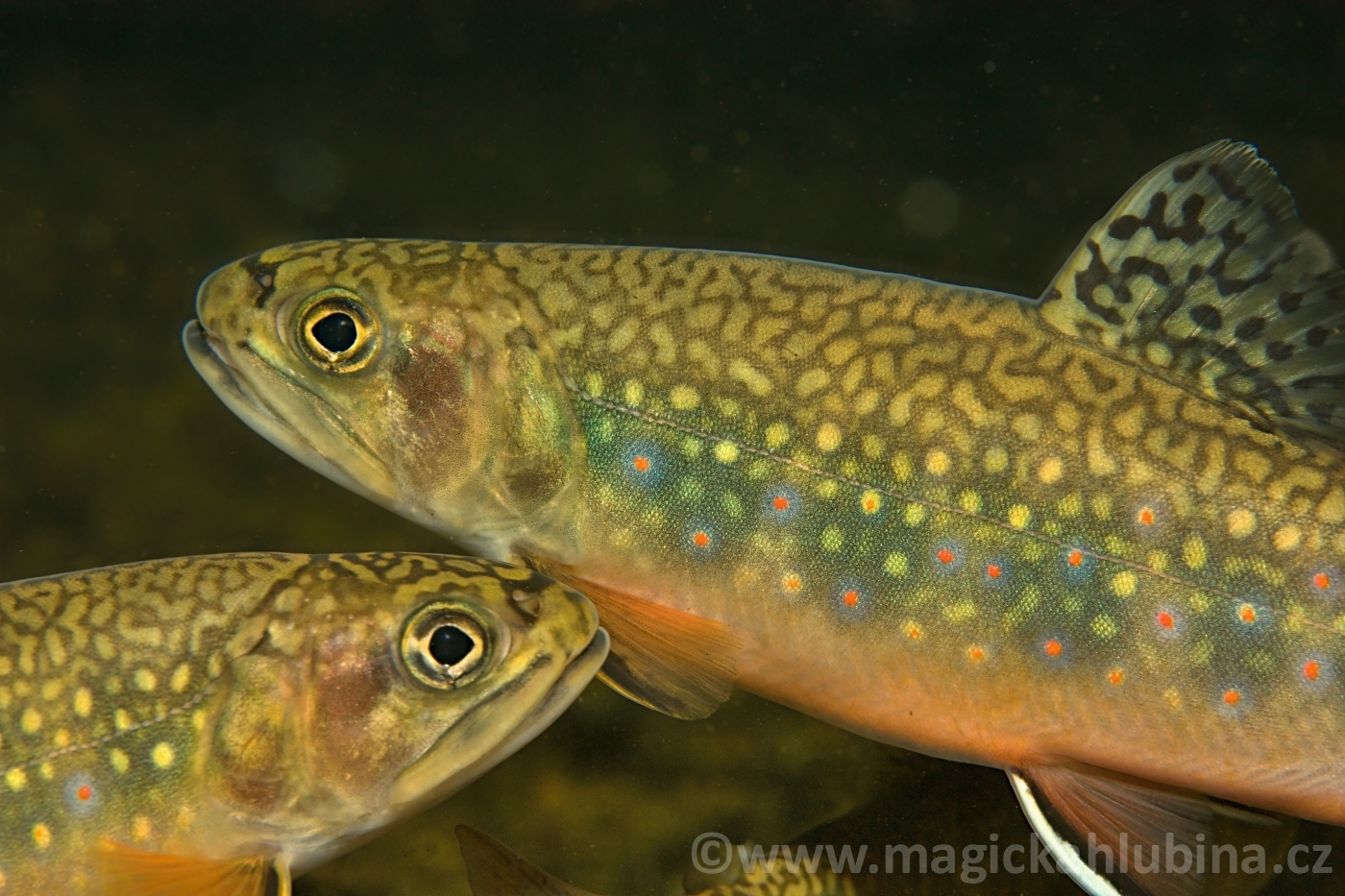 Salvelinus_fontinalis_-_Brook_Trout