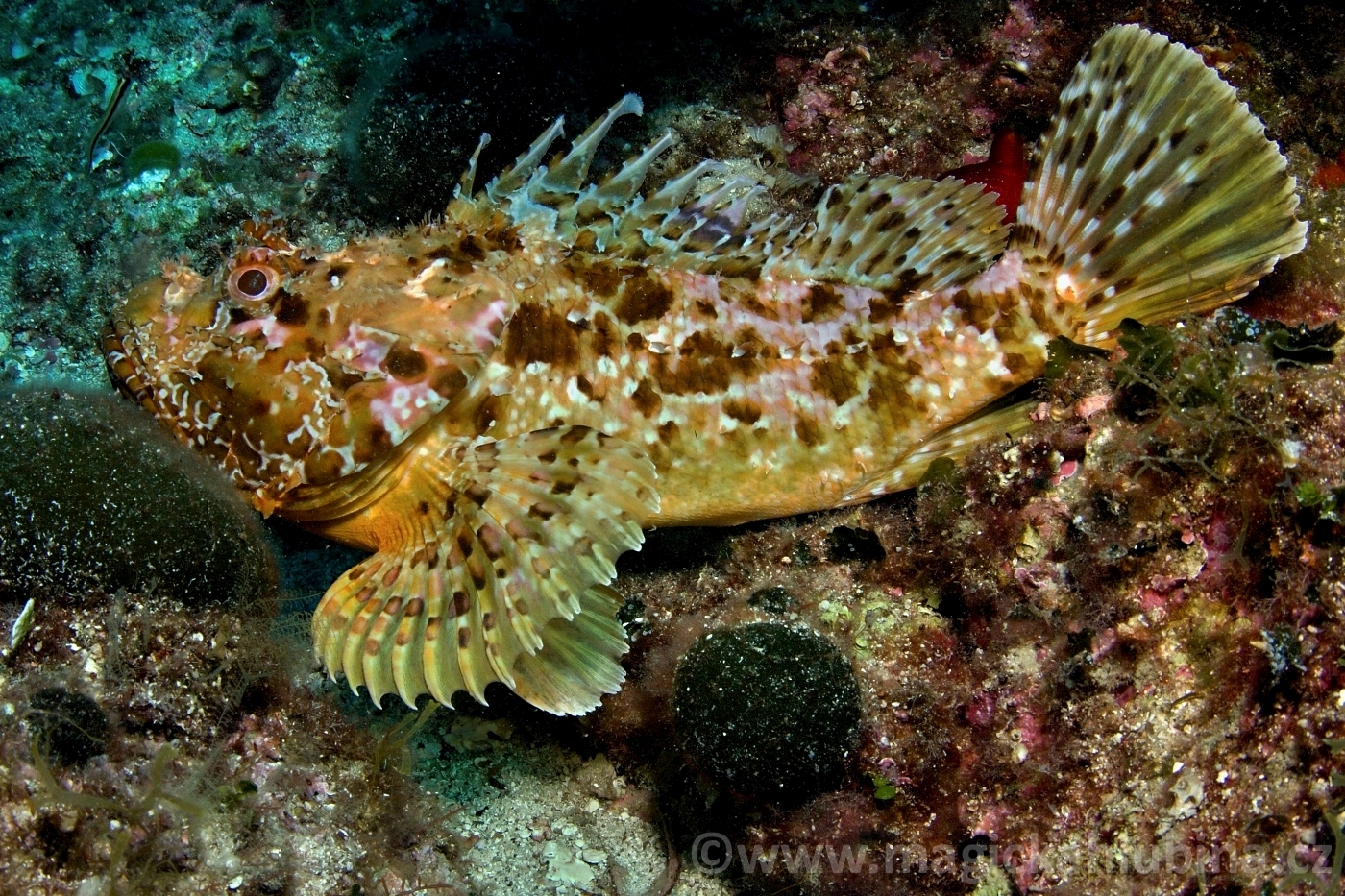 Scorpaena_Scrofa_-_Bigscale_Scorpionfish