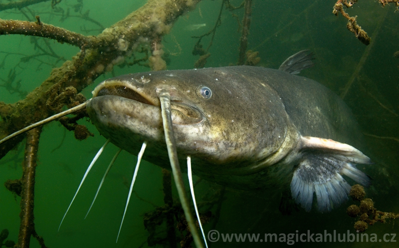 Silurus_glanis_-_Wels_Catfish