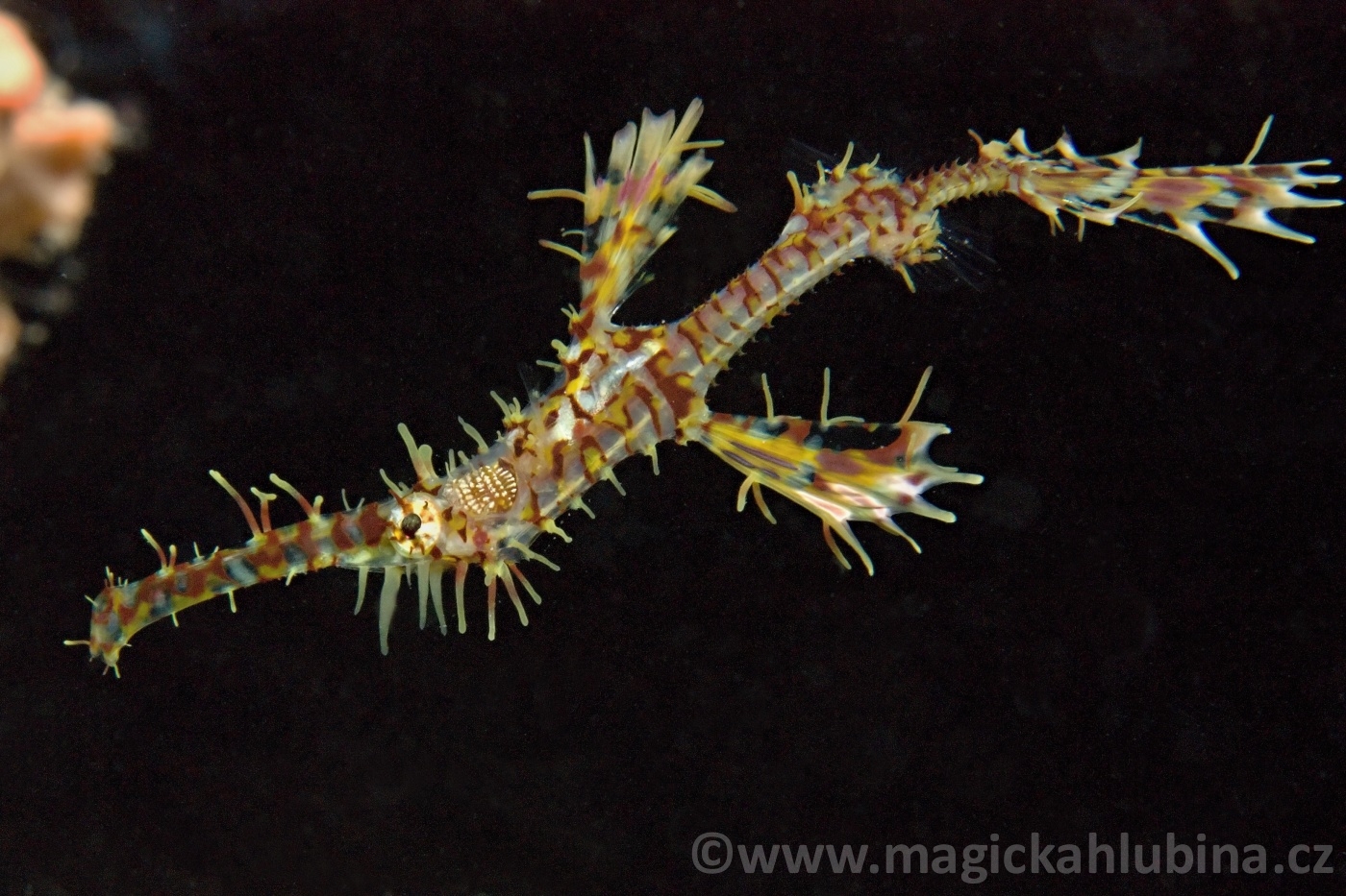 Solenostomus_paradoxus_-_Ghost_Pipefish