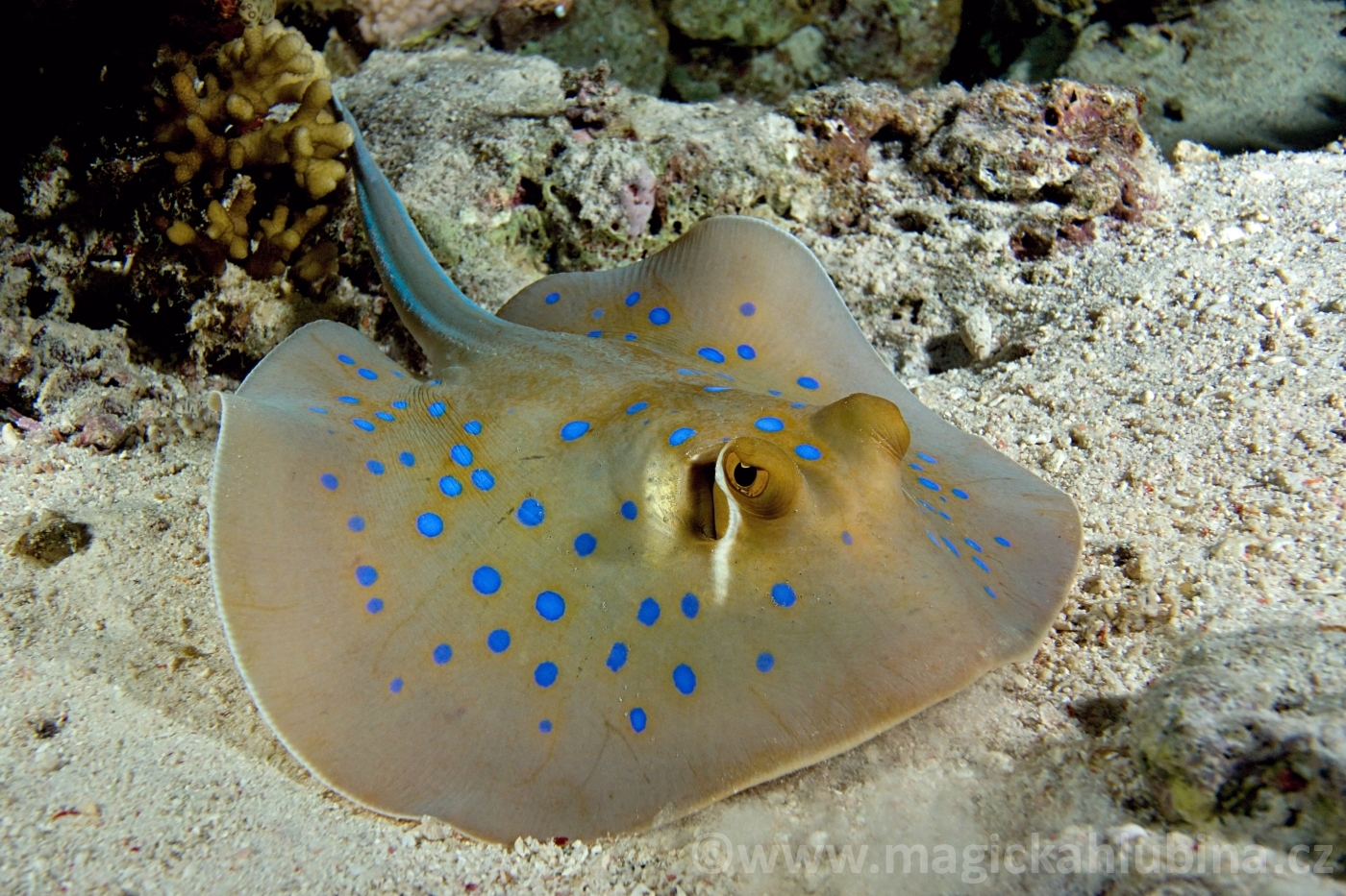 Taeniura_limma_-_Blue_Spotted_Stingray