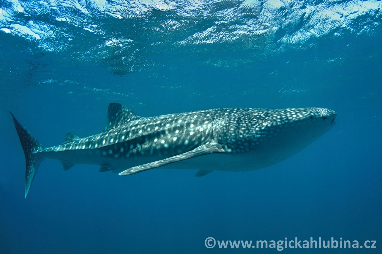 whaleshark